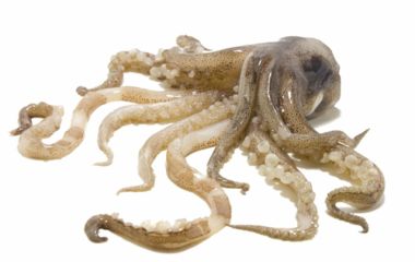 Натхненна кальмарами штучна шкіра захищена від холоду та мікробів.